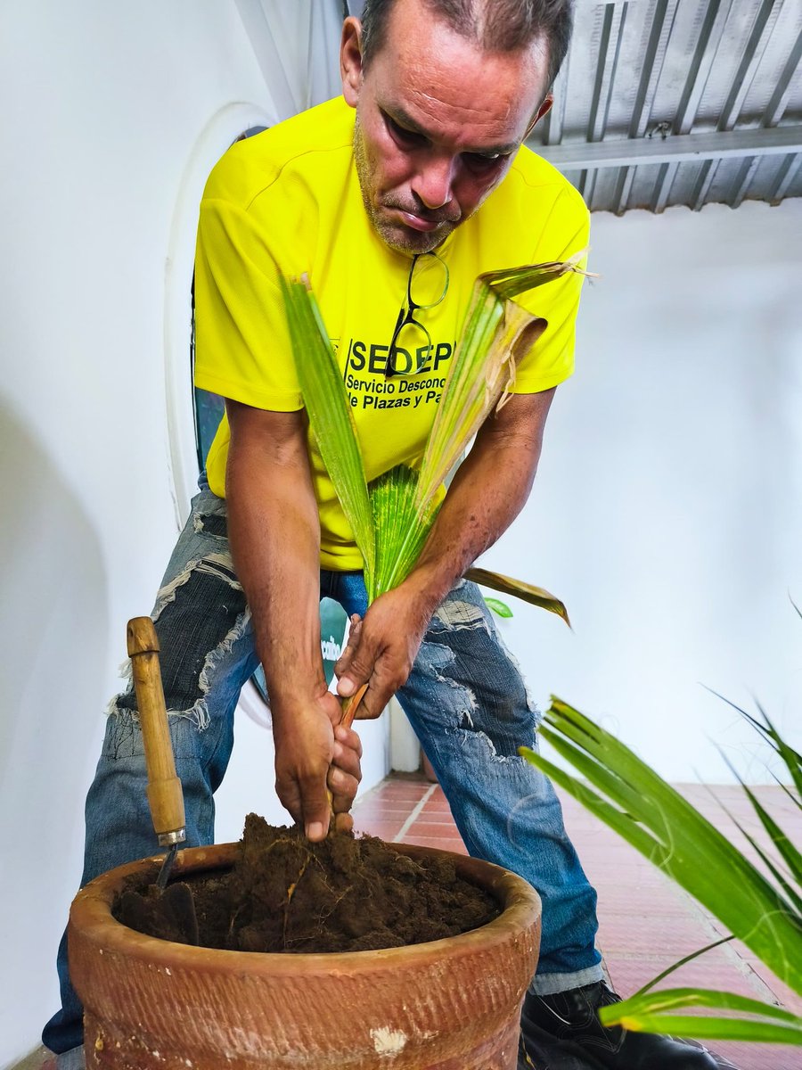 sedeparmcbo_'s tweet photo. @sedeparmcbo_ Desde la Gerencia de Calidad Ambiental del SEDEPAR, trabajamos a diario por espacios verdes. Este #miércoles, removimos y remodelamos material vegetal para un entorno más saludable y armonioso. https://t.co/chRzpE3BES