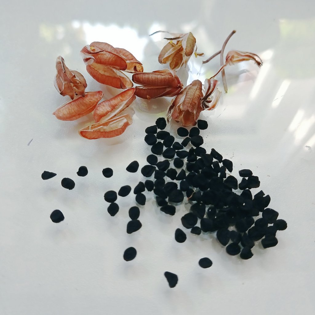 [RT] 5월 4일 리버스 식목일💚
꼬불꼬불 파마가 귀여운 알부카 콘코르디아나 씨앗을 나눔합니다😊
✔️트친/팔로워 상관×
✔️RT 추첨 3명
✔️각 7립씩

(우편비는 제가 부담합니다)
당발은 연휴 끝나는 5월 6일에 할게요!