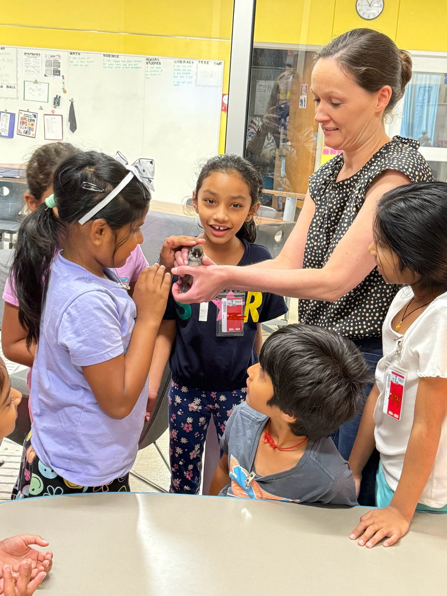 Richard J. Lee Elementary (@netzerolee) on Twitter photo Check out one of the seven baby chicks that hatched under the care of first grade and <a href="/MissLamb4th/">Stormi Lamb</a> 🐣🐥 #rjlyear11 #NoPlaceLikeLee Check out one of the seven baby chicks that hatched under the care of first grade and <a href="/MissLamb4th/">Stormi Lamb</a> 🐣🐥 #rjlyear11 #NoPlaceLikeLee
