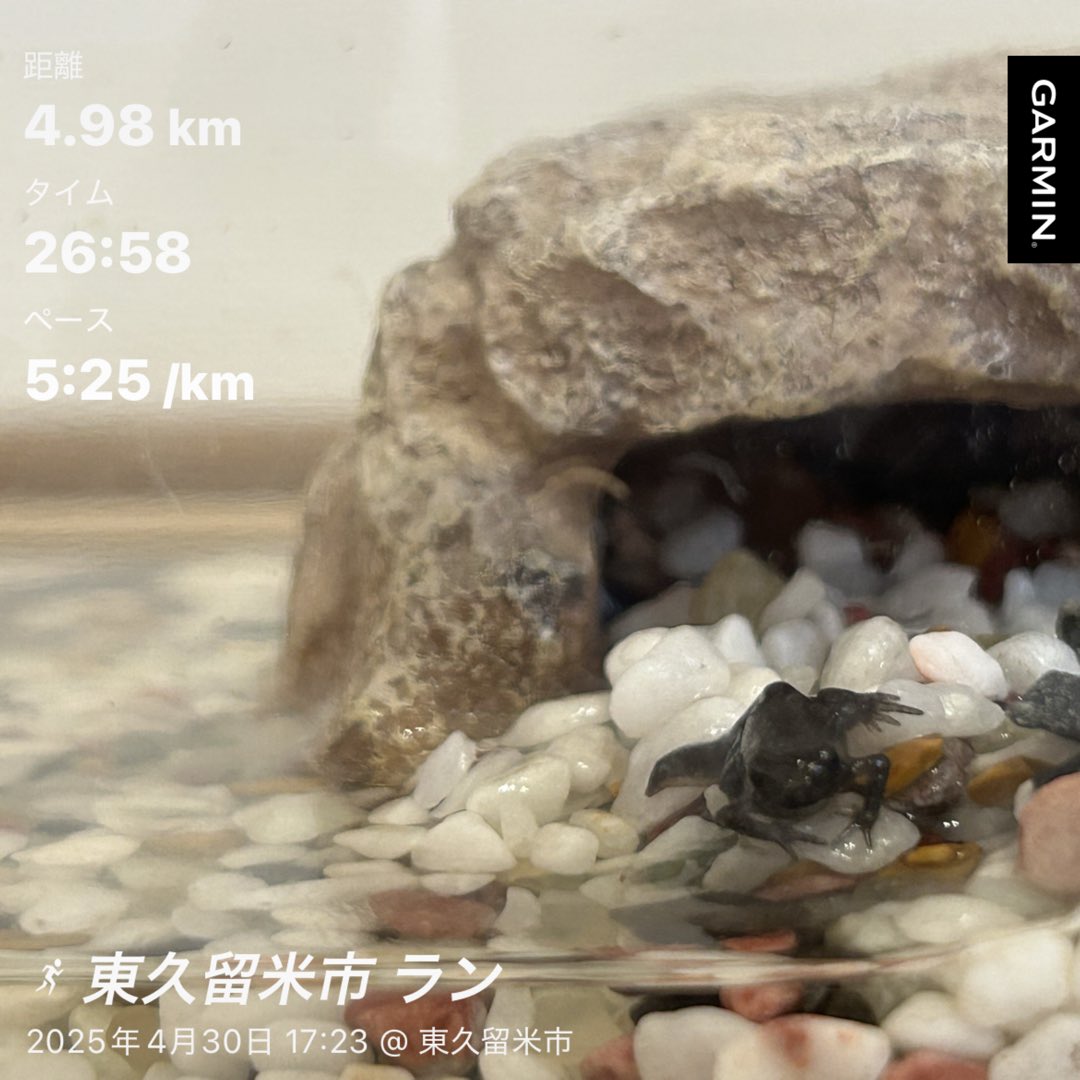 昨日の夕ラン
👟ノヴァブラスト4

公園で捕まえてきたオタマ、1匹目が上陸しました🐸
それと水戸黄門漫遊マラソンに滑り込みエントリー。水戸の宿が高いので勝田や土浦に前泊か臨時特急で当日入りか。そのうち考えます。