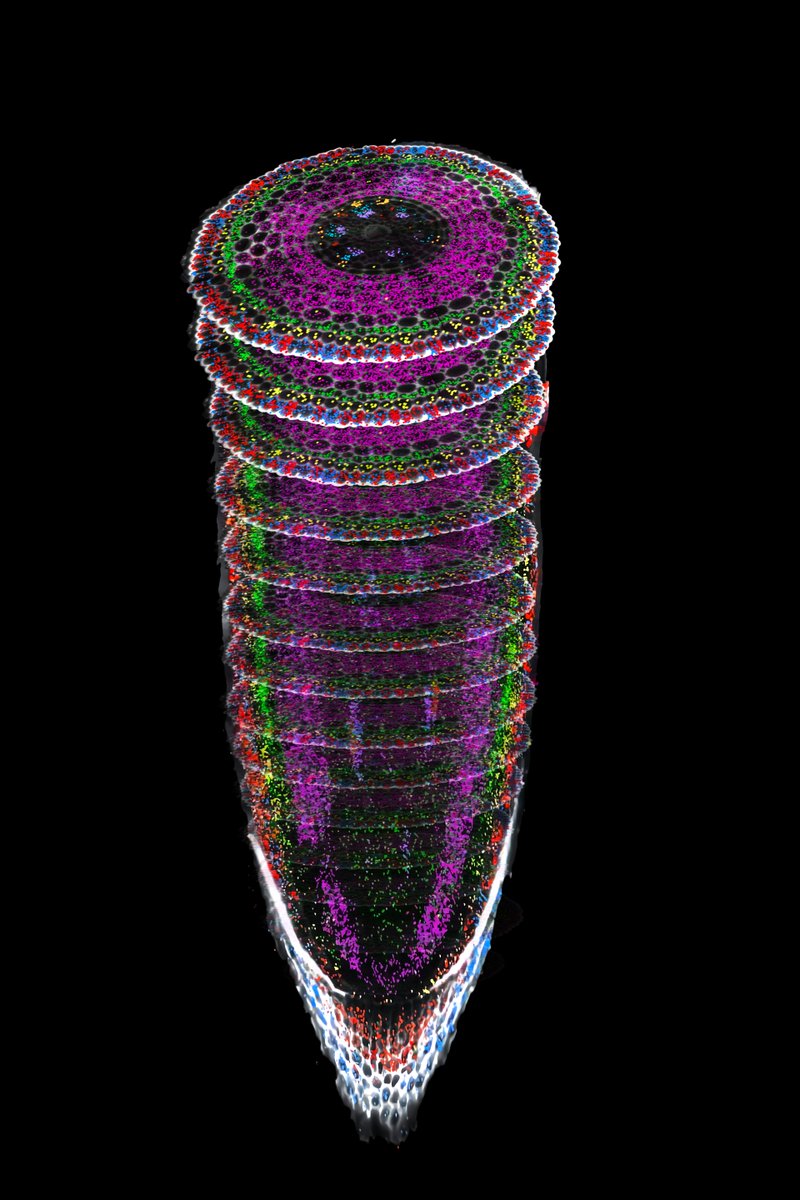 How do roots sense and adapt to real soil stress—in single cell resolution?🌾
Using scRNA-seq and spatial transcriptomics, we showed how rice root cell groups coordinate and respond to natural, heterogeneous soil, and a key soil stress: compaction. 
nature.com/articles/s4158…