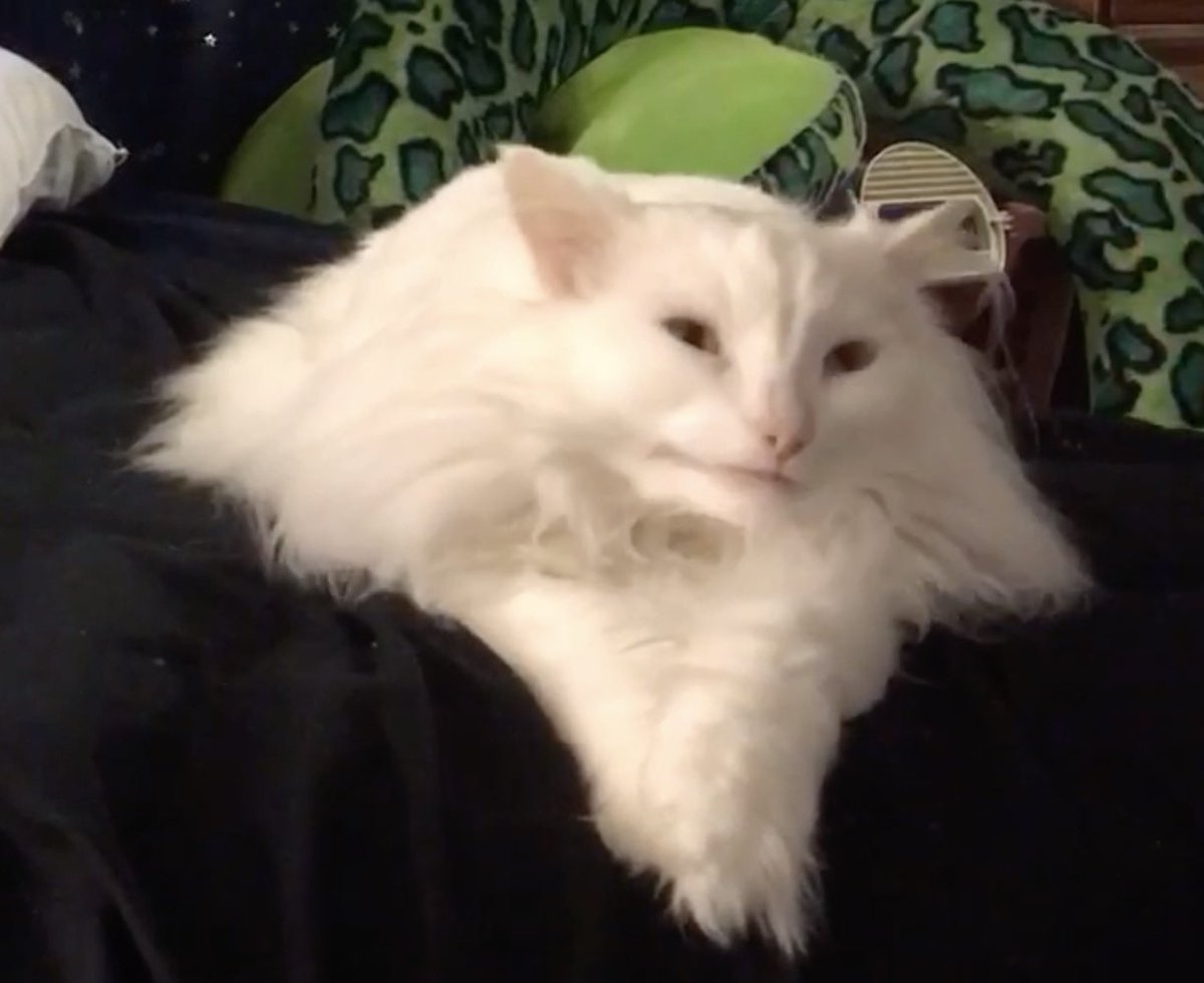 ThurstonWaffles's tweet image. Nyeaaaaa seeeee. *twirls imaginary mustache*