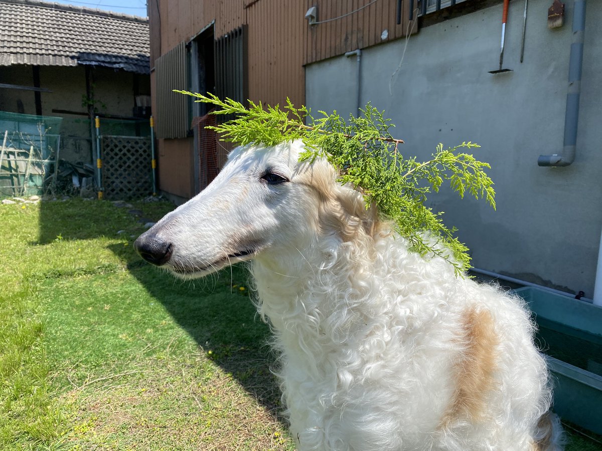 スーパーサイヤ人になりたい。がんぼるぞい。

translation:
I want to be a Super Saiyan.