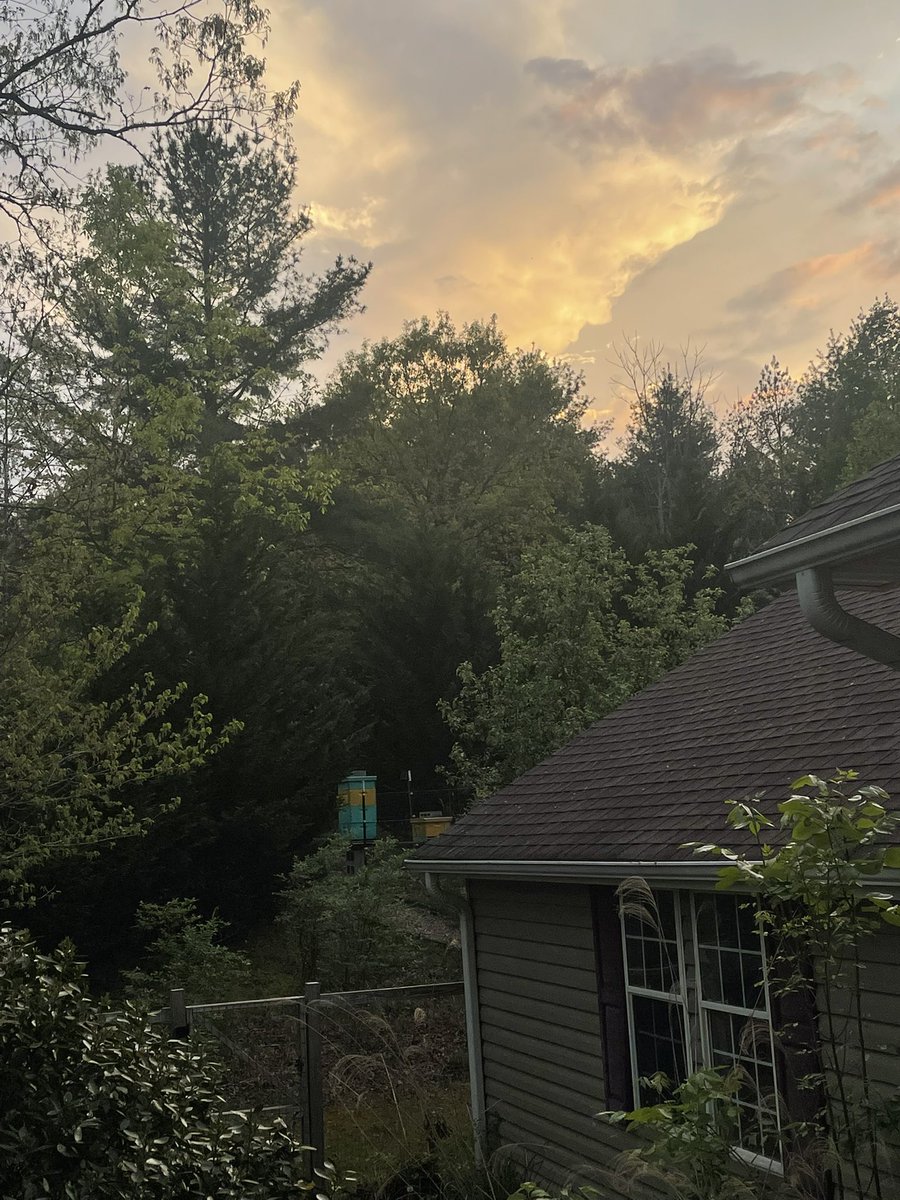 Post-storm. Happy bees, happy trees.