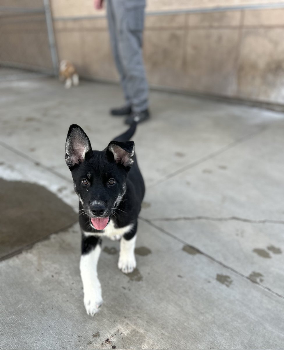 A shot of sweet little Kal that was taken last week, just before she got adopted into her new home. What a cutie. 💜

#Opt2AdoptYQL