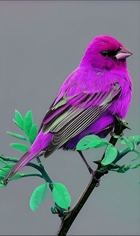 lhkjade921's tweet photo. #birds color world https://t.co/6CgRBdWPG2