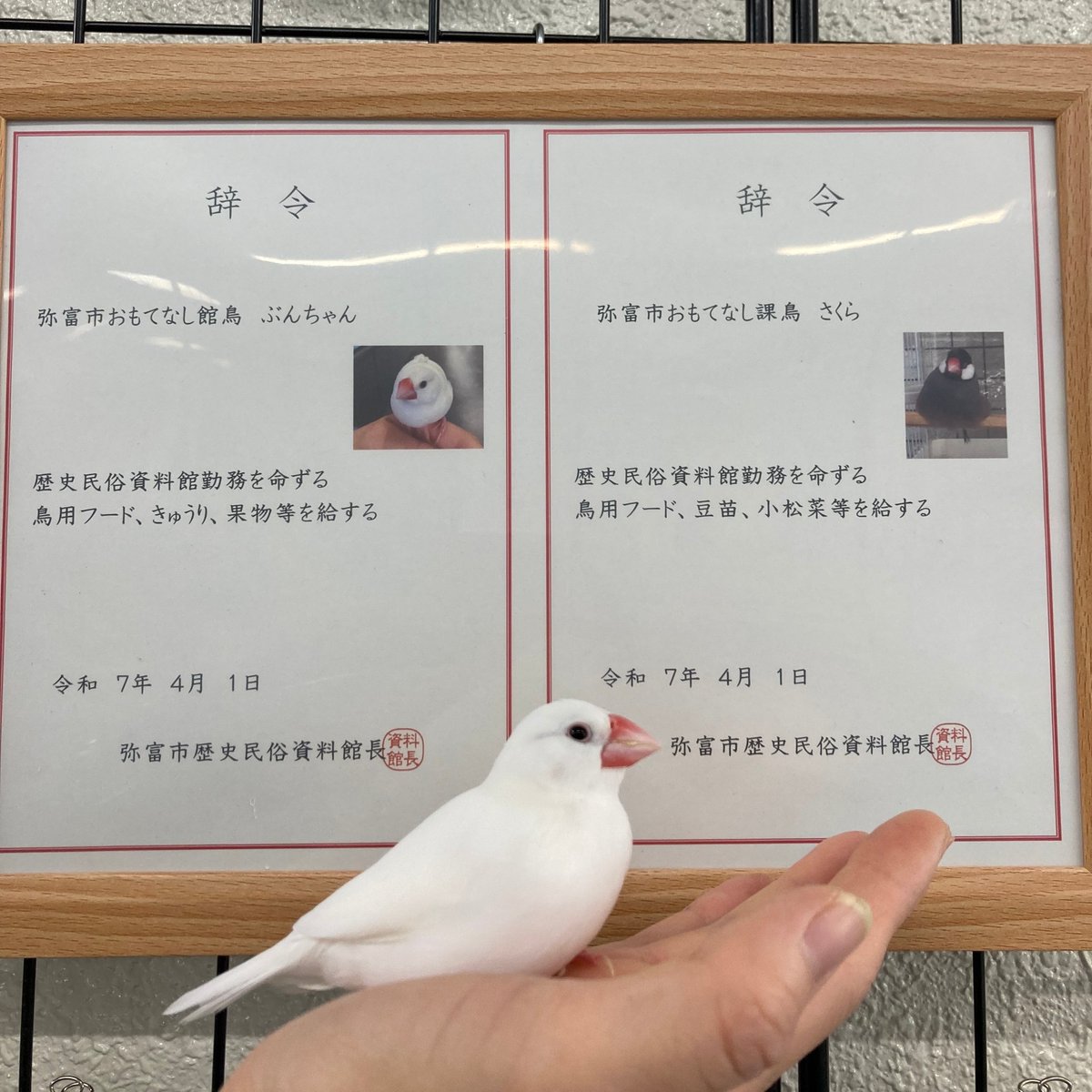 文鳥学芸員】今年の役職は ぶんちゃん→館鳥 さくら→課鳥 です