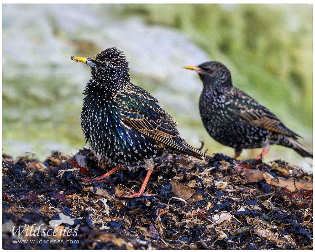 John Gardner (@wildscenesuk) on Twitter photo The Beach Boys: starlings looking dandy on the Northumberland tide wrack from a few weeks ago.
<a href="/BBCSpringwatch/">BBC Springwatch</a>
#birdphotography #birdsoftwitter #nature The Beach Boys: starlings looking dandy on the Northumberland tide wrack from a few weeks ago.
<a href="/BBCSpringwatch/">BBC Springwatch</a>
#birdphotography #birdsoftwitter #nature