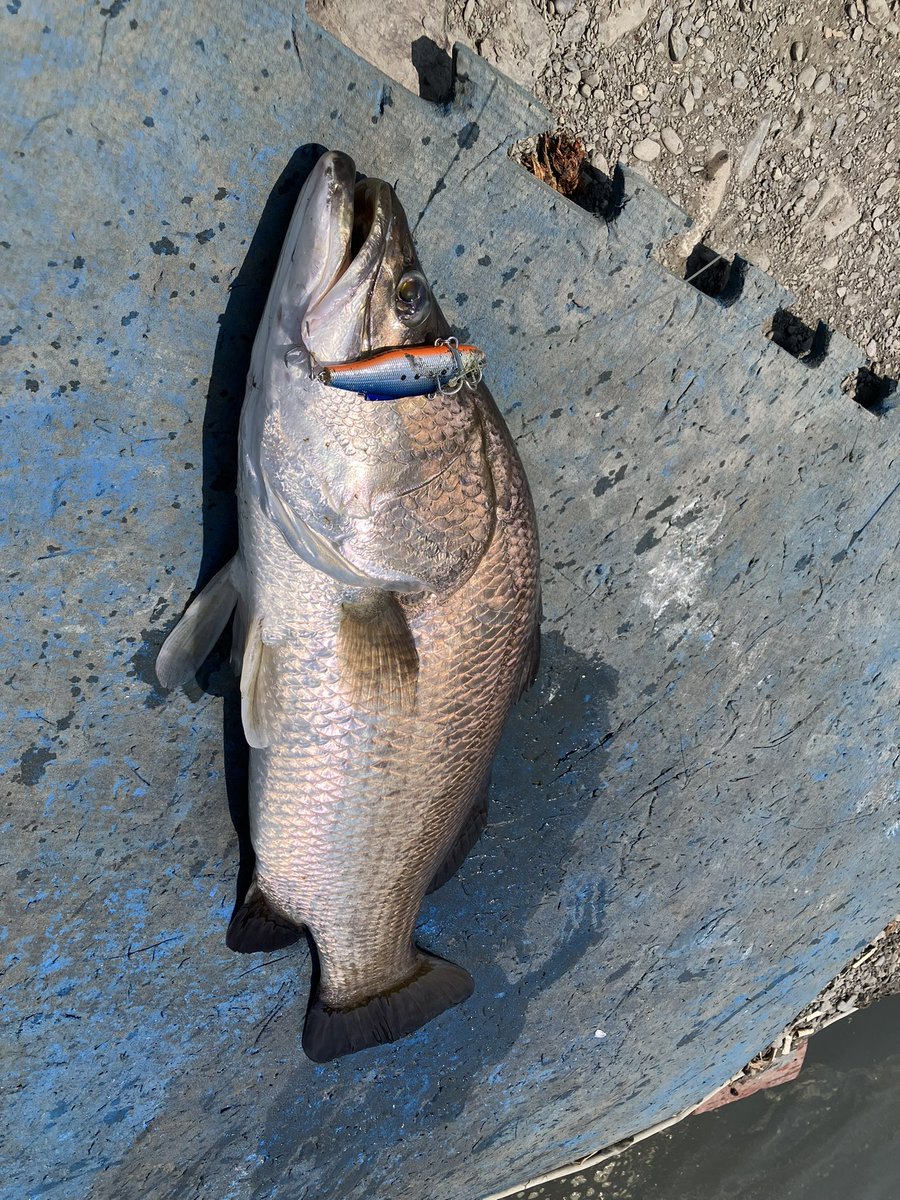 きたかみ！ tweet media