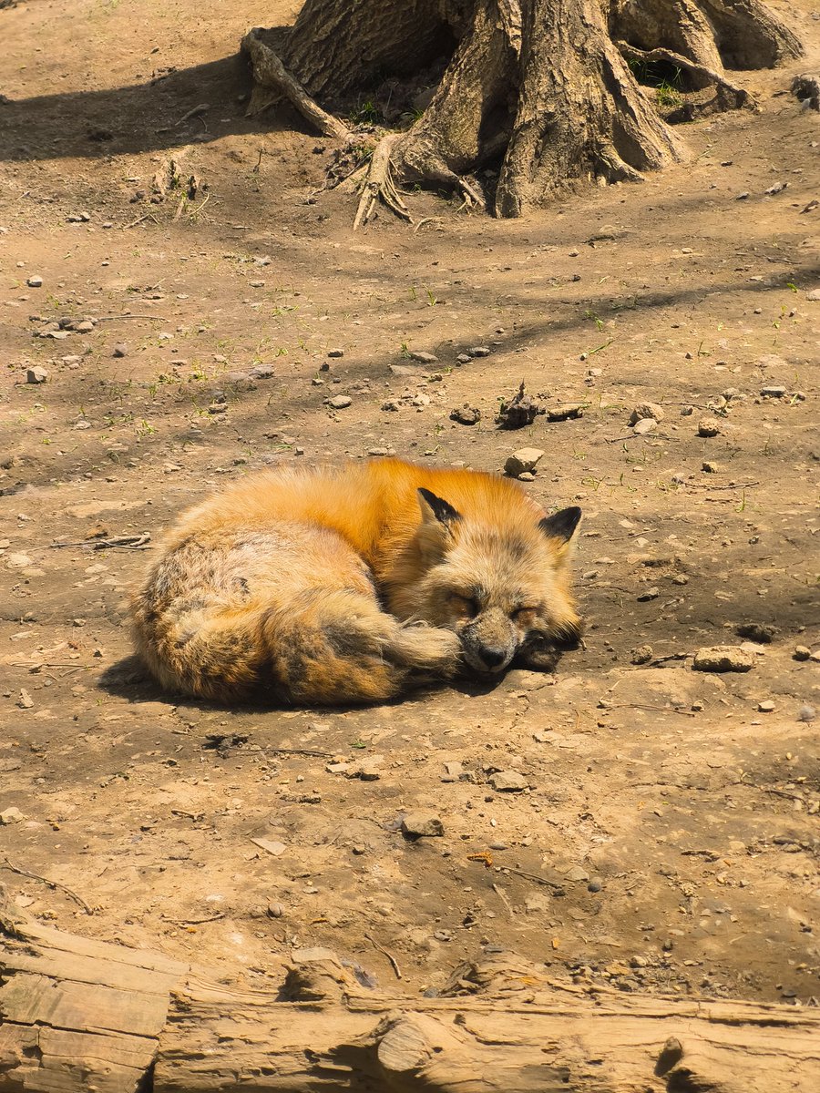 キツネ村で癒やされました