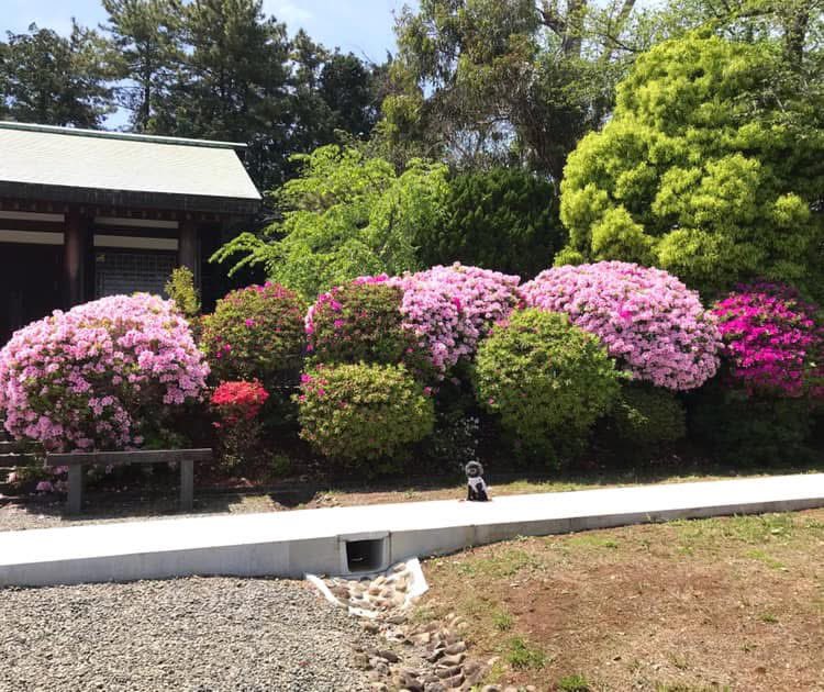 ５月になりましたね。
今月も無事に過ごせますように！
#秘密結社老犬倶楽部