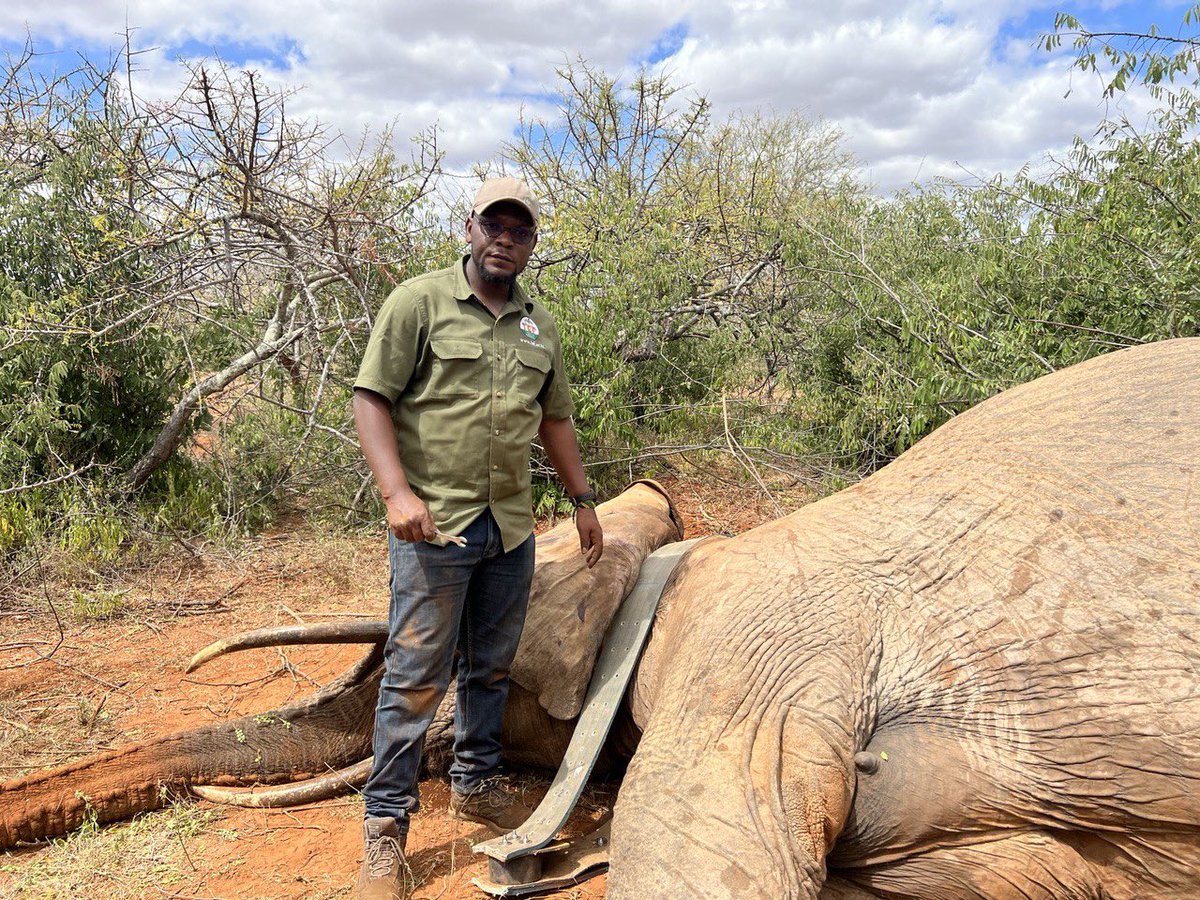 Tanzanian Elephant Foundation tweet media