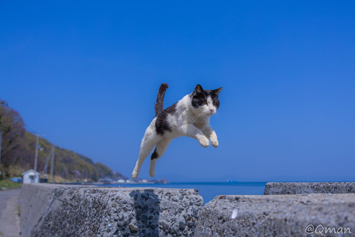 ℚ(きゅう) tweet media