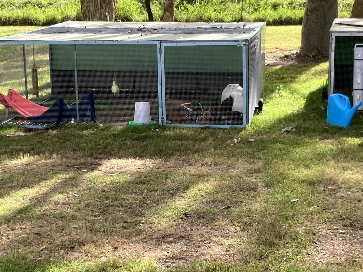 CoE_AgEd_RAC's tweet image. 7iDesign testing their final products for their animal enrichment design project 
-observational skills and careful data collection @NSWEducation @mccallumtp #transdisciplinarylearning #designthinking