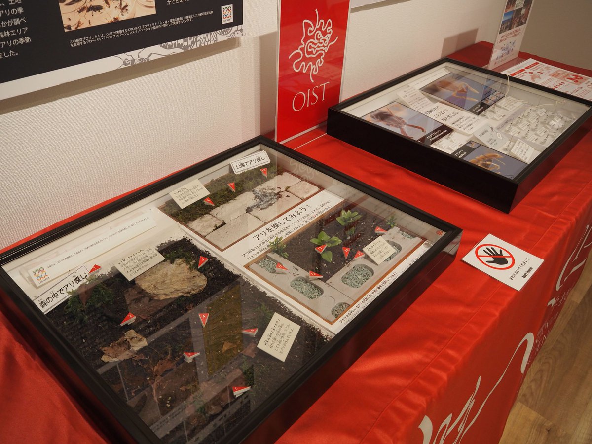 Looking for a nature-filled outing this #GW? 🌱 
Stop by the Specimen Exhibition at Nago Museum (4/26–5/18) and see Okinawa’s insects collected by OIST’s OKEON project.