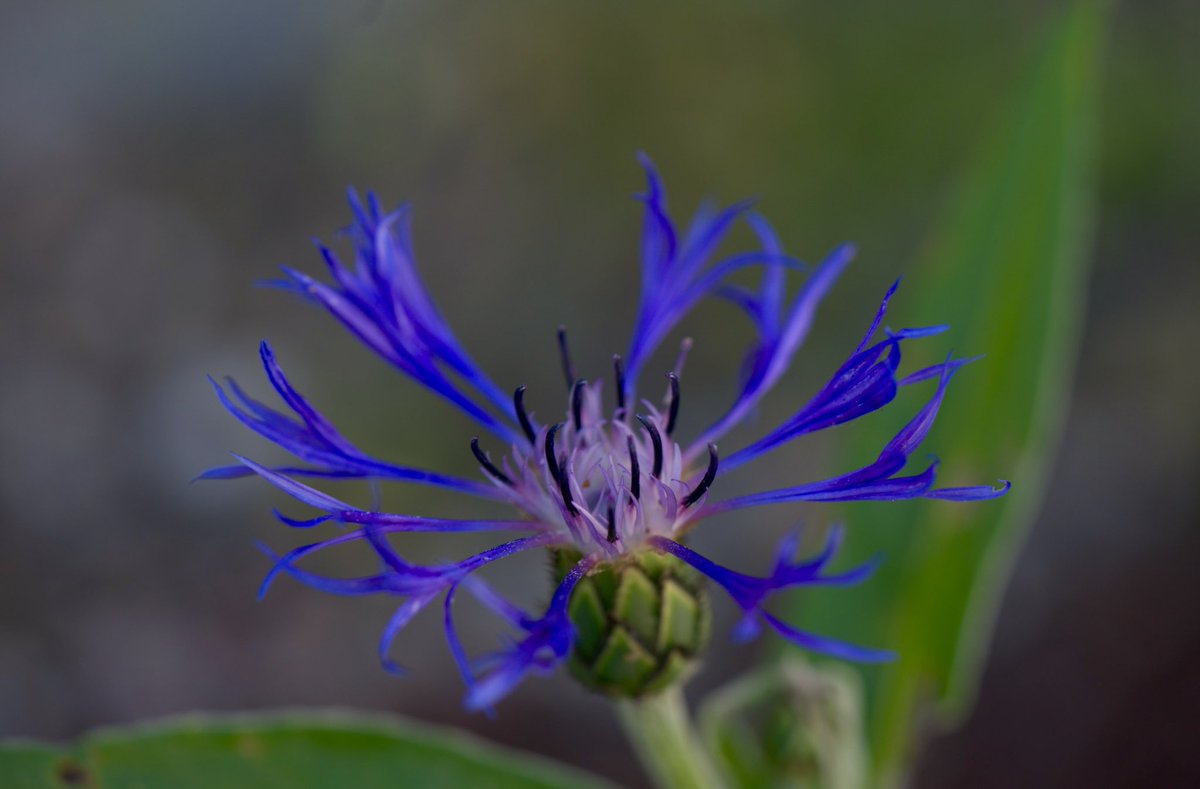 Guten Morgen ihr Lieben 🫶 
Einen wunderschönen Feiertage wünsche ich Euch 
🌺☕️☕️👋🤗🍀