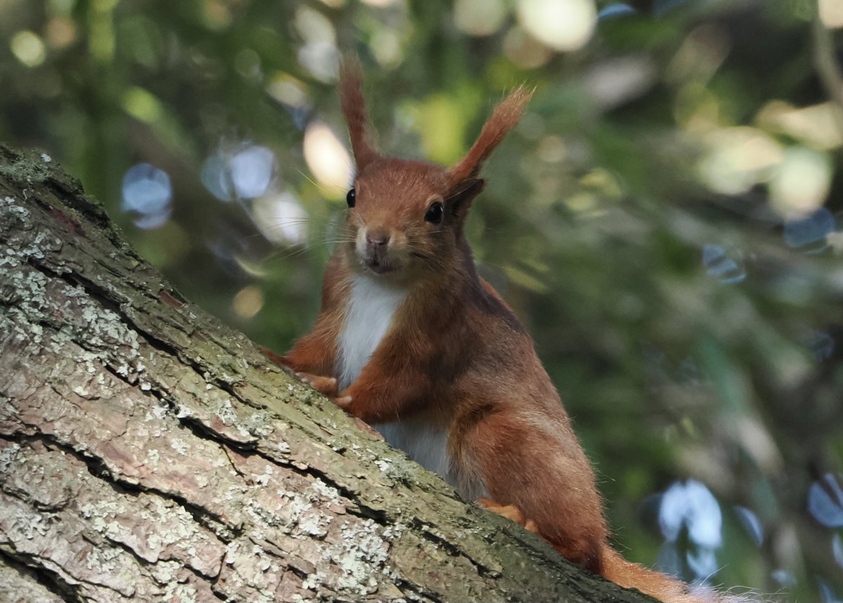 A Red Squirrel in the <a href="/TrescoGarden/">Tresco Abbey Garden</a> <a href="/ScillyWildlife/">Isles of Scilly Wildlife Trust</a> <a href="/Mammal_Society/">Mammal Society</a> <a href="/RedSquirrelsinW/">Red Squirrels Wales</a>