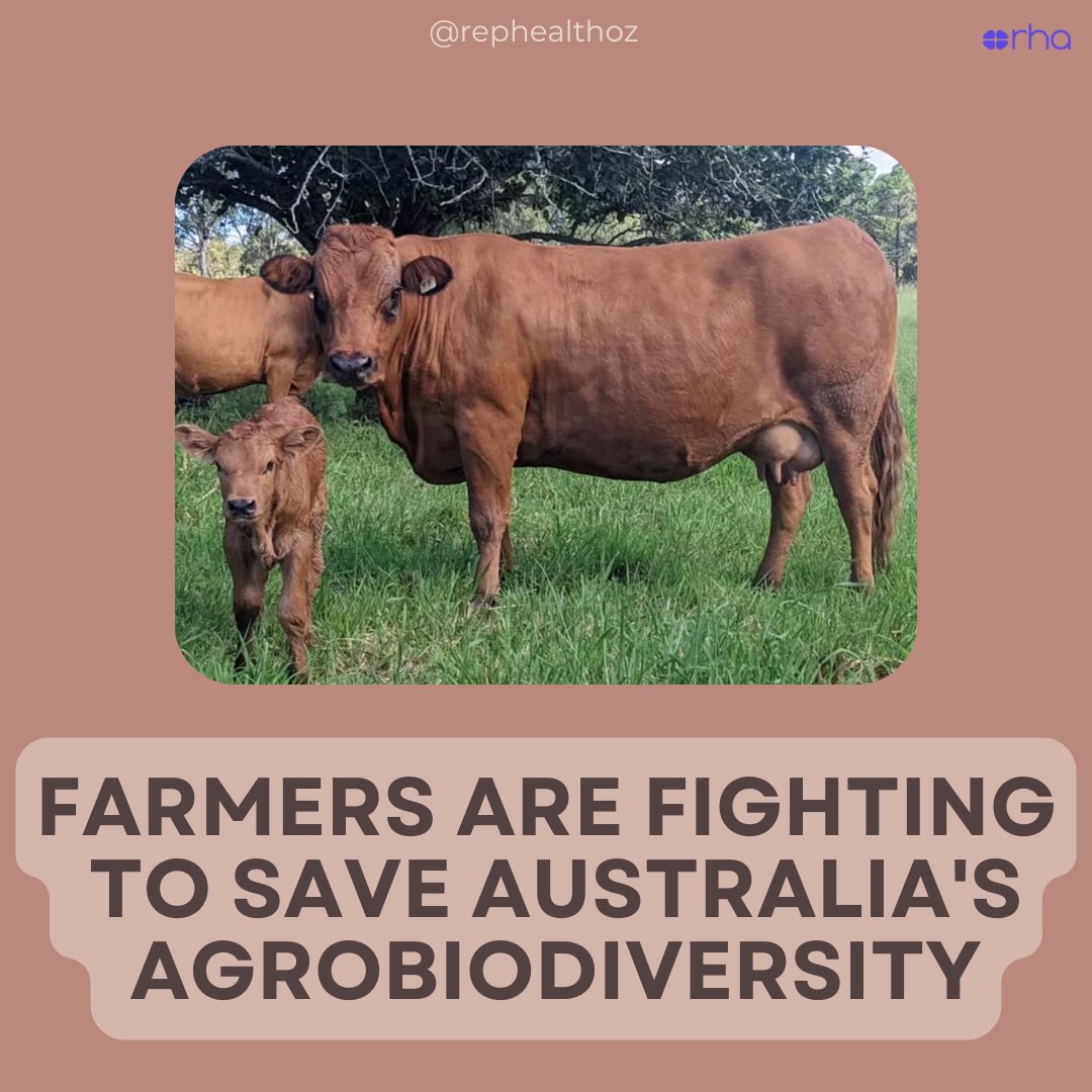 🐄 Hundreds of livestock breeds have already gone #extinct due to #selectivebreeding. 

🌍 The UN’s Food and Agriculture Organisation reports the number of breeds at risk of #extinction jumped from 15% to 17% in just a decade.