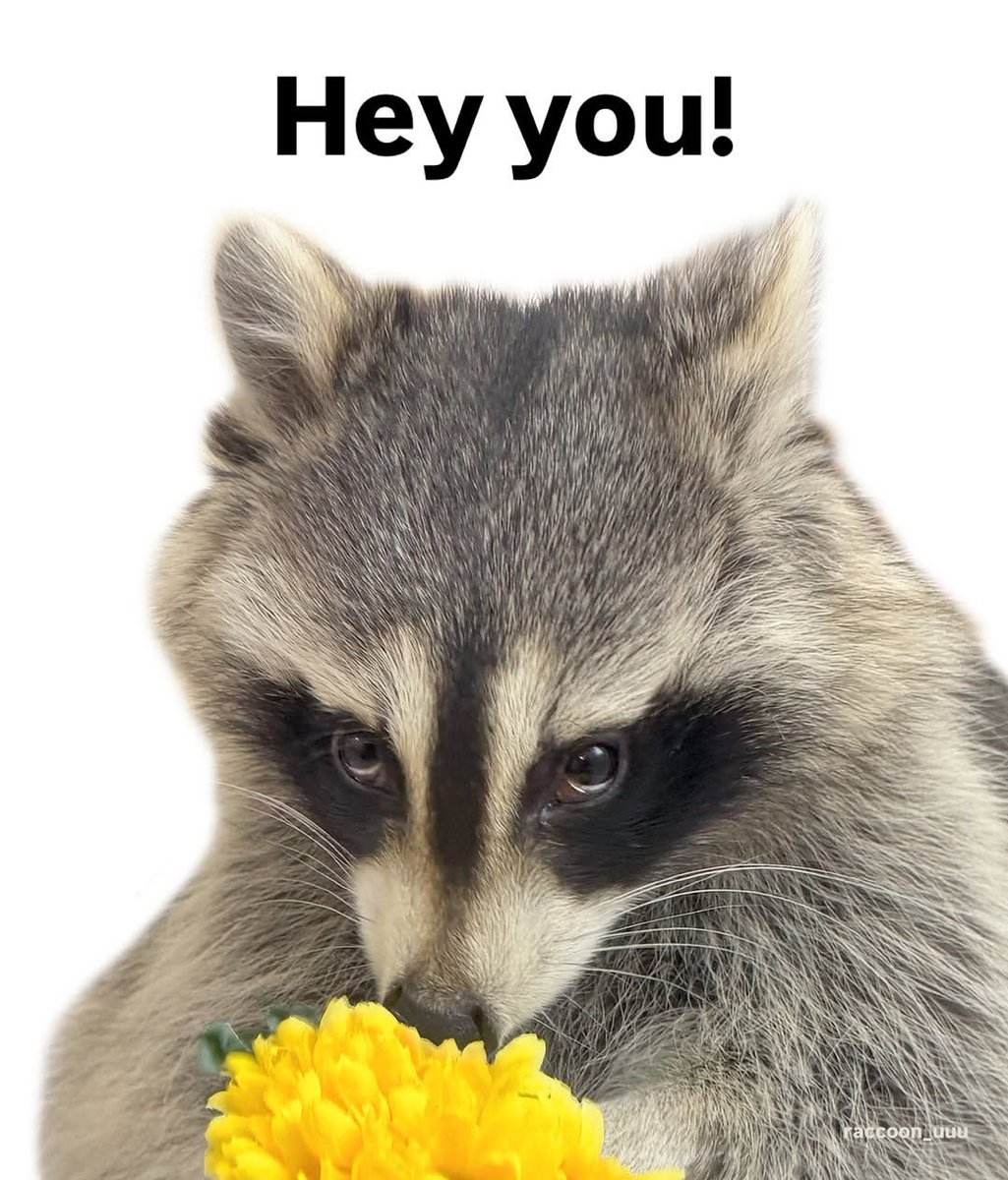 raccoonAuras's tweet photo. https://t.co/7eD57Rn6rl
