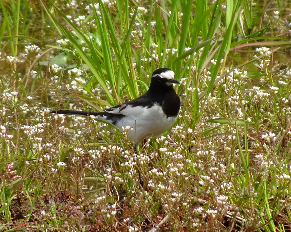 ✿ 𝒛𝒆𝒓𝒐 ✿´ ꒳ ` )☕ tweet media