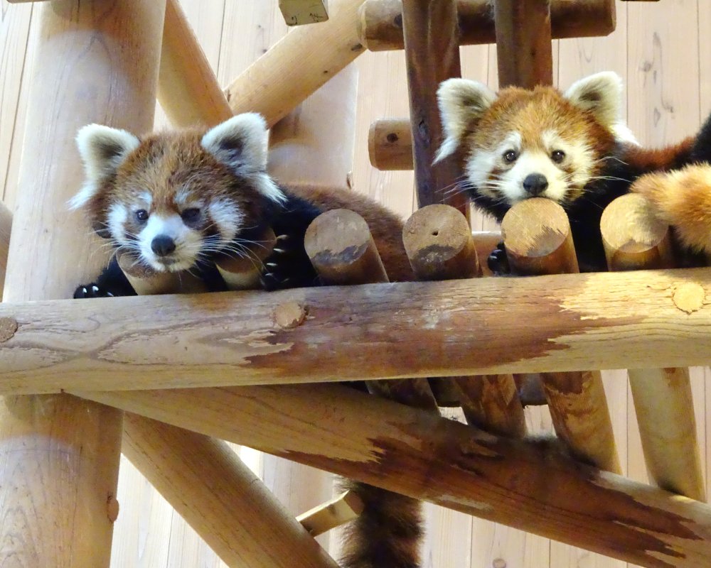 ✿ 𝒛𝒆𝒓𝒐 ✿´ ꒳ ` )☕ tweet media