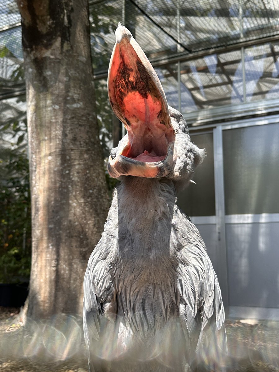 フォーゲルパークの展望から電車撮るために1650円払ったので、せっかくなのでハシビロコウのあくびを見学