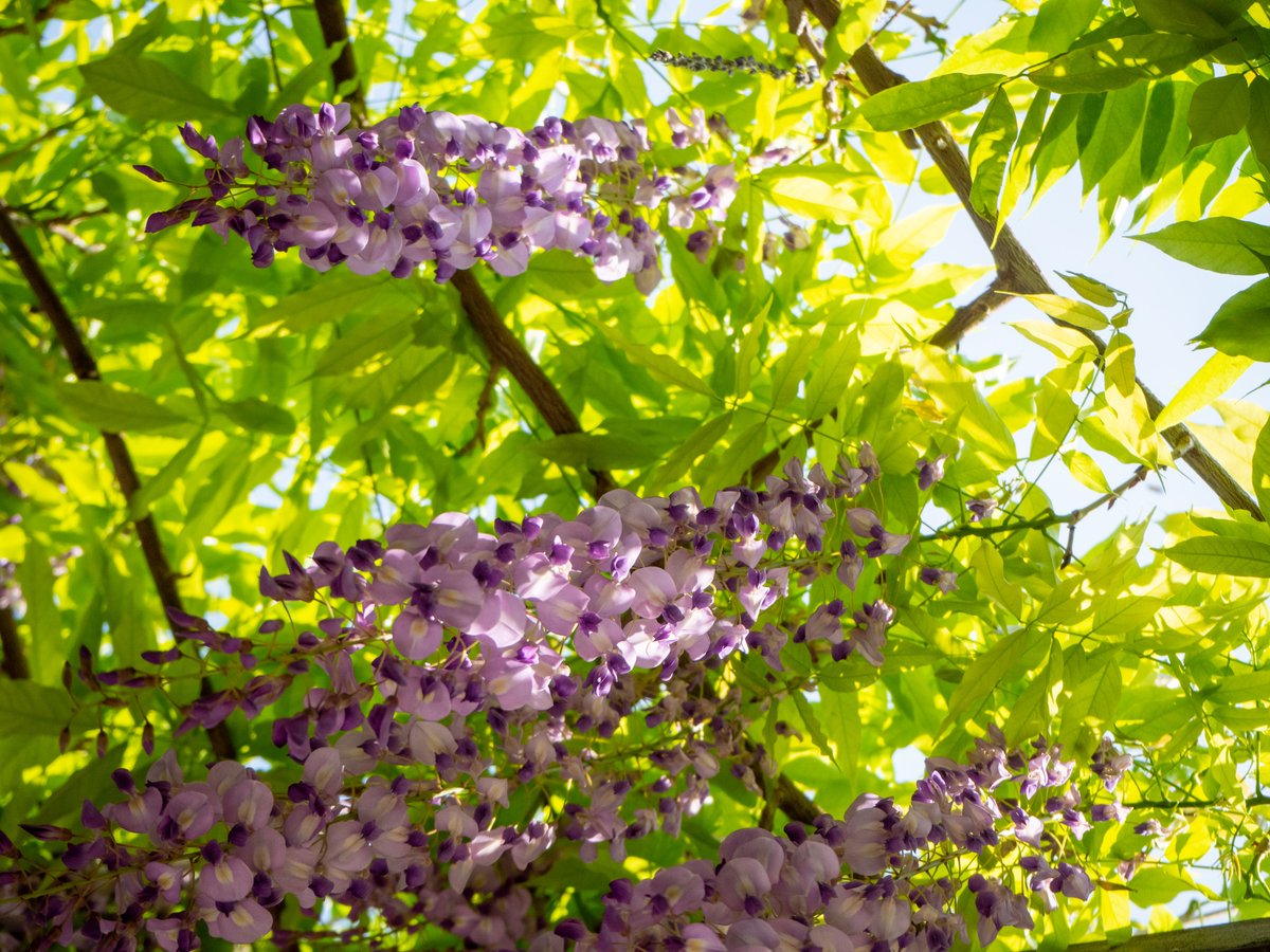 VisitBeijingcn's tweet photo. #YuyuantanPark reveals a dreamy #spring scene with wisteria blooms cascading like lavender waterfalls, swaying in the breeze and filling the air with a fresh, elegant scent. The purple tunnel-like view invites visitors to pause and snap photos. #BeijingParks #VisitBeijing https://t.co/iqUDPzzK7Y