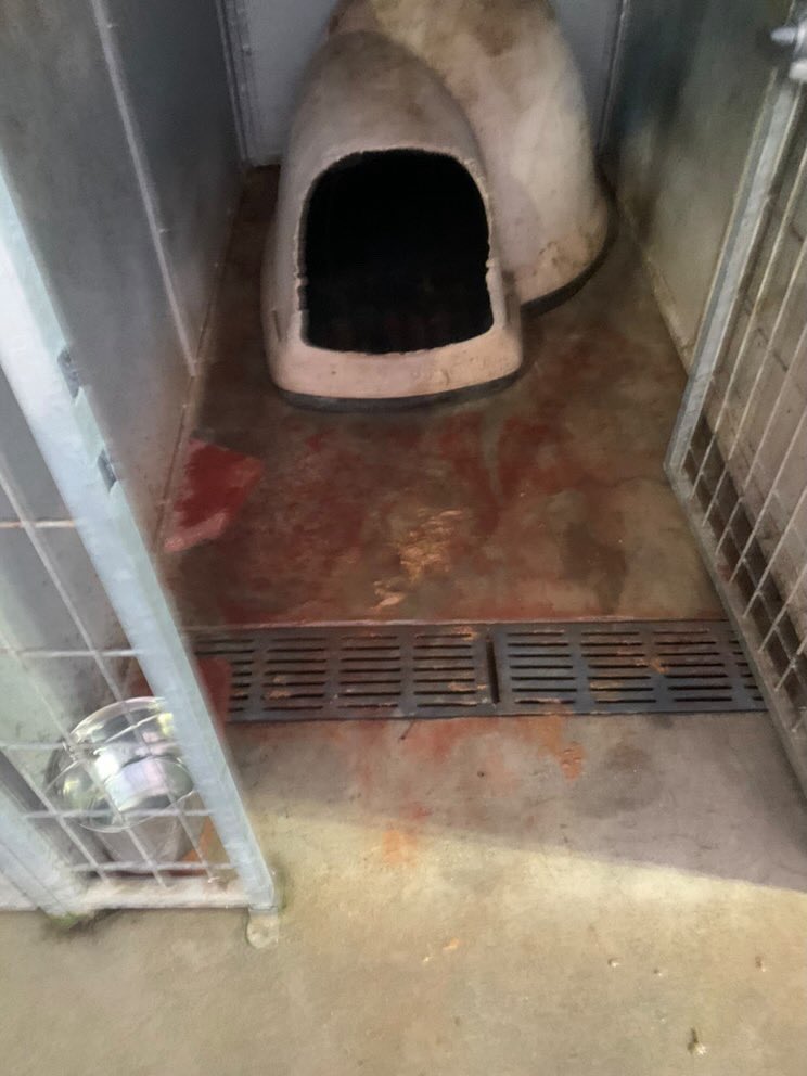 THERE IS NO EXCUSE FOR THIS. SOCIETY NEEDS TO STOP DUMPING THEIR DOGS IN SHELTERS. DOGS ARE NOT DISPOSABLE. THEY ARE FAMILY.
Los Angeles shelters are no place for animals. Wake up! People need to demand change. The loss of innocent lives suffering is unthinkable and preventable.