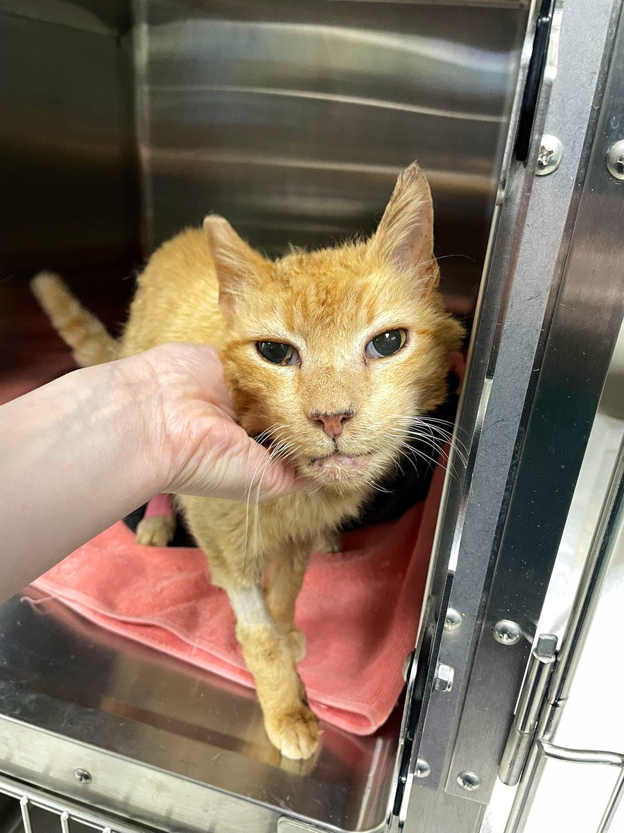 Friends of Bear Cat Rescue tweet media