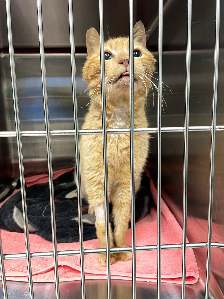 Friends of Bear Cat Rescue tweet media