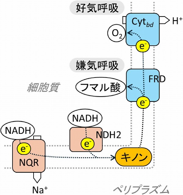 腸内細菌バクテロイデスにおけるエネルギー代謝 katosei.jsbba.or.jp/index.php?scri… <a href="/jsbba_katosei/">日本農芸化学会「化学と生物」オンライン</a>より