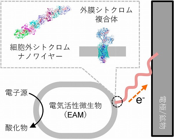 細胞外まで伸展する電子伝達系の立体構造 katosei.jsbba.or.jp/index.php?scri… <a href="/jsbba_katosei/">日本農芸化学会「化学と生物」オンライン</a>より