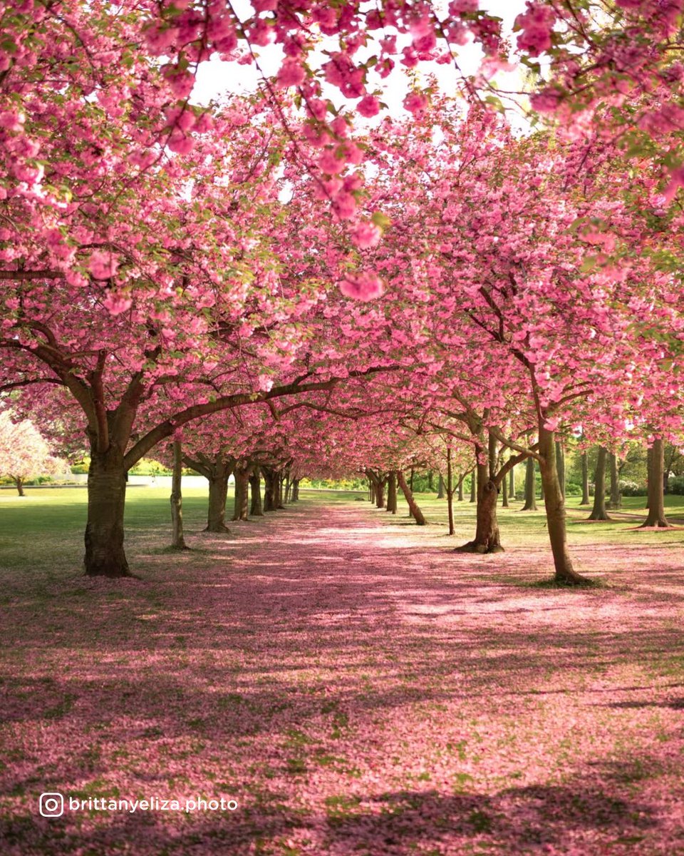 tripster's tweet photo. Cherry blossoms in Central Park = peak rom-com moment. Who’s walking here with a latte and a Nora Ephron soundtrack?
What would you do first? Tell us 👇
#CherryBlossomsNYC #CentralParkInBloom #SpringInspo https://t.co/Uklk8YKsIz