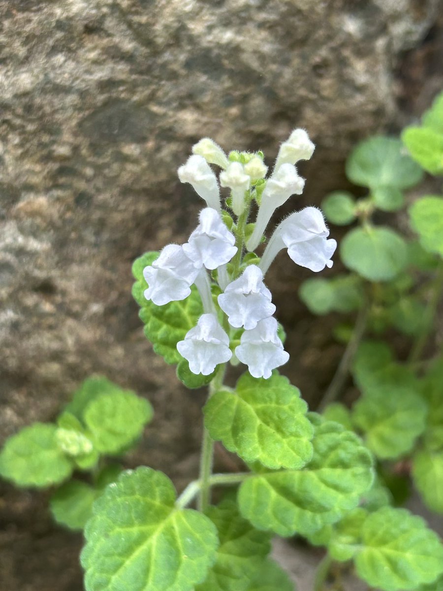 15年ほど前✨山野草にお詳しい幼なじみのお母様のお友達から頂いた🙇‍♀️シロバナタツナミソウ✨今年もお庭でかわいいお花を咲かせてくれました🥰