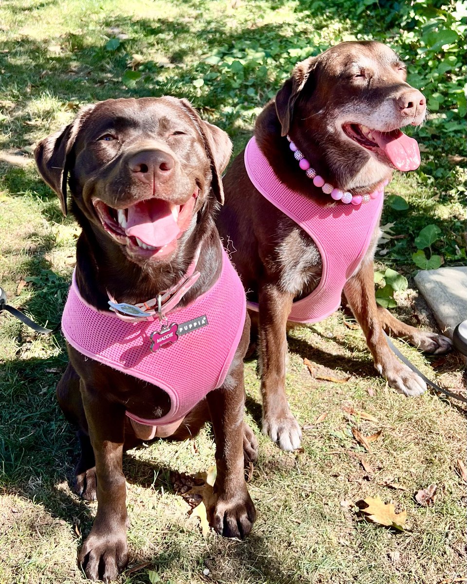 On this National Adopt a Shelter Pet Day, these two rescue goofballs wanted to remind you that, if you’re looking for a new friend, consider a shelter pet.

Gracie, Maddie &amp; I aren’t the type to villainize anyone who gets a pup from another source, but we do think even just