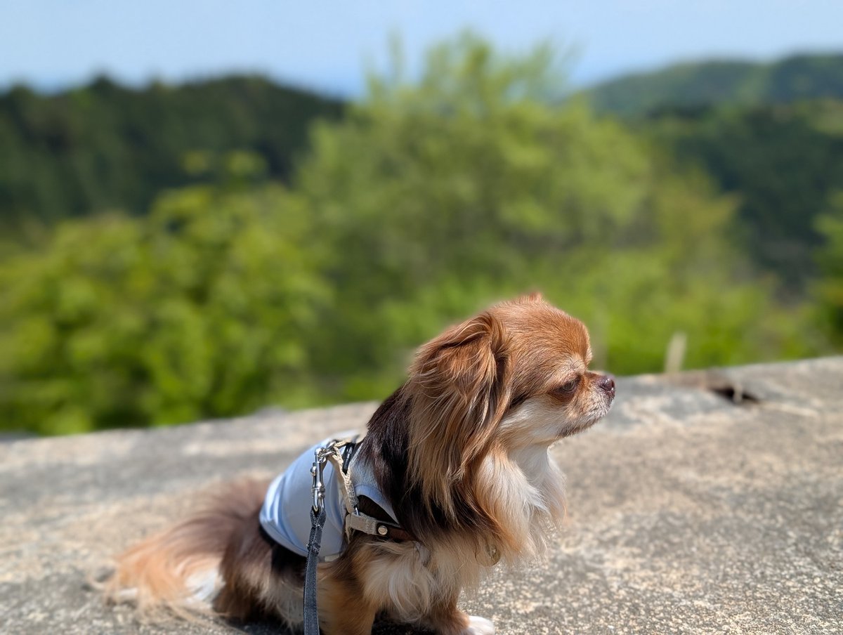 晴れたので休みとって山に来ました