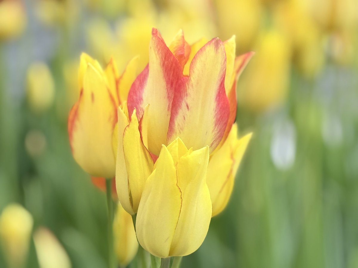 nawa201's tweet photo. Life is better with tulips in bloom 🌷

#bestofthe_usa #exploreutah #visitutah #werutah #utahgram #utahphotographer #onlyinutah #utahexplores #xputah #utahisbeautiful #utahdotcom #utahisrad #forevermighty #wowutah #downtownslc https://t.co/1TDSLSJfC4