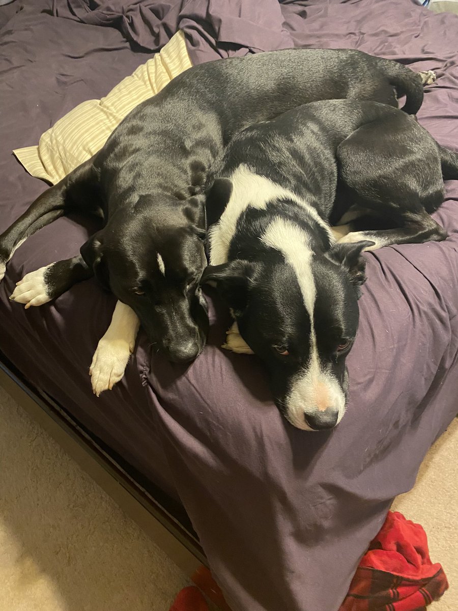 jchrishendricks's tweet photo. @LinksGems Totally unsolicited but to celebrate along with you and your furry friends here are our 2 rescued shelter dogs. https://t.co/7MRp4ekTAU