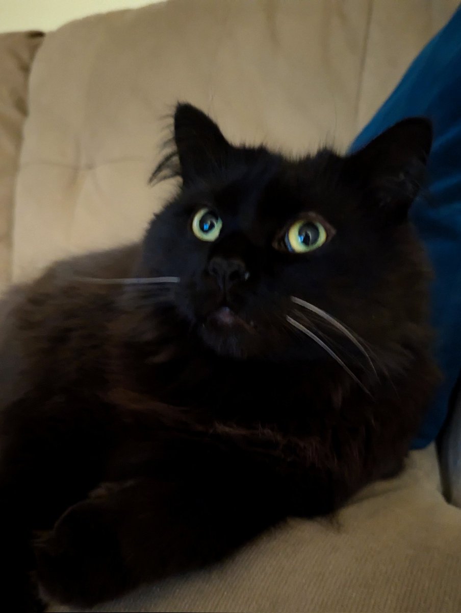 Good evening from Ottawa 🇨🇦! Once again Mom gets a two-for-one deal with tonight's picture of my Three White Whiskers. #WhiskersWednesday combined with #WontLookWednesday. Guess this means double treatos again Mom.😺#CatsOfTwitter #Cats #blackcats #wednesdayvibes