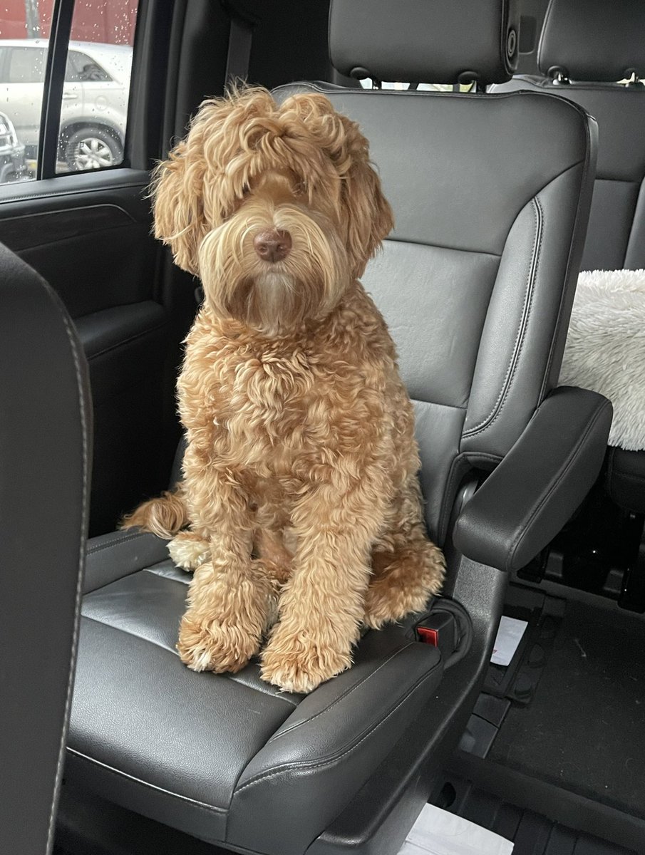 Jessica Louiseee (@trumpmama4547) on Twitter photo <a href="/LangmanVince/">Vince Langman</a> My dog Millie. She retrieves ducks and doves, meanwhile Tampon Tim can’t even load a shotgun🤣 <a href="/LangmanVince/">Vince Langman</a> My dog Millie. She retrieves ducks and doves, meanwhile Tampon Tim can’t even load a shotgun🤣