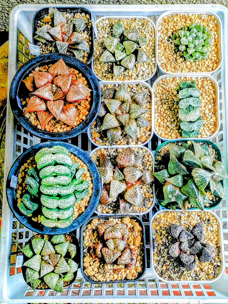 栽培している多肉植物のハオルチアの仲間が、植え替えも終わりいい感じに生育しています！

#ハオルチア　#多肉植物