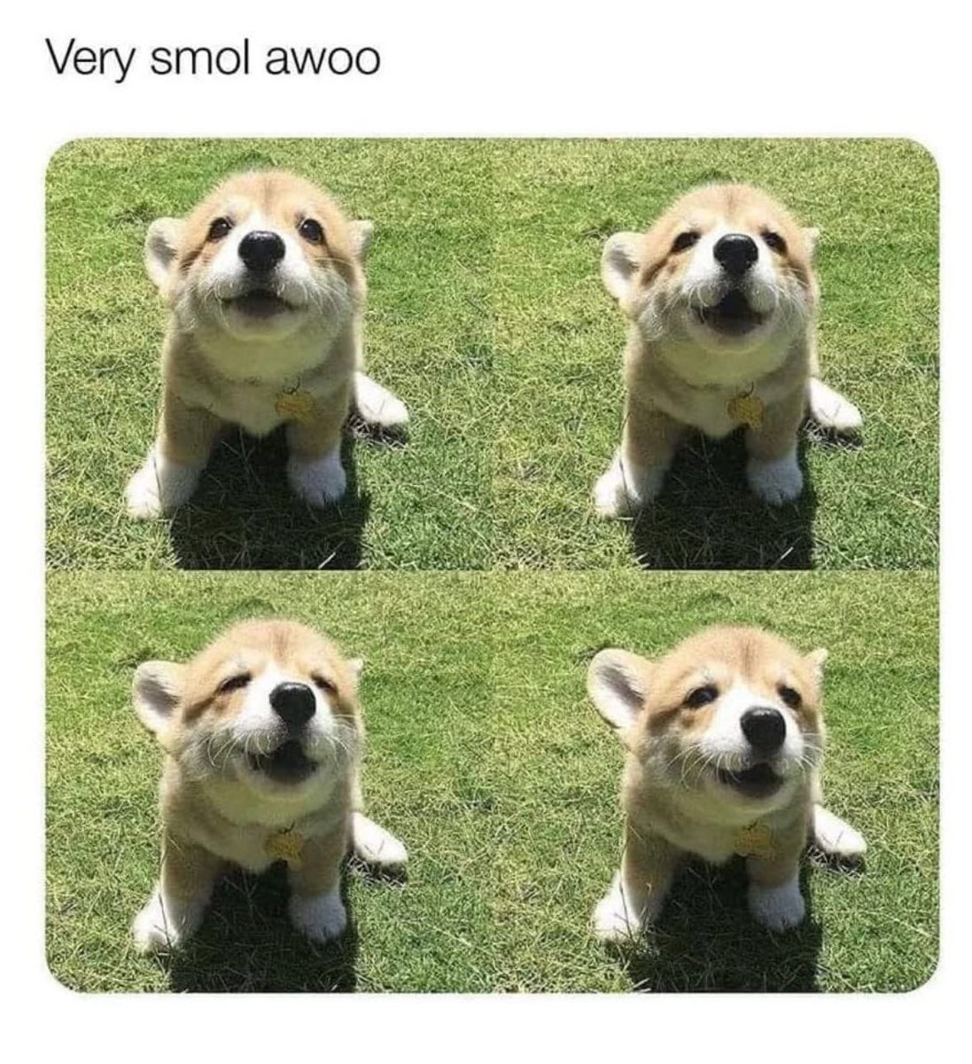 RespectfulMemes's tweet image. 