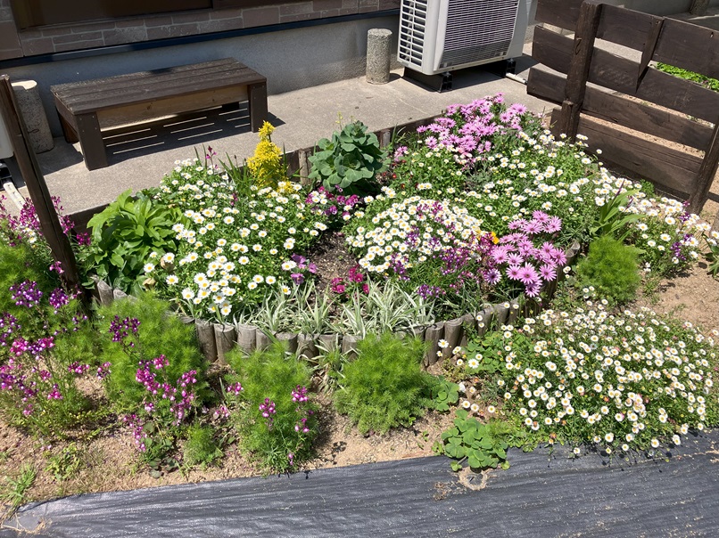 植物って凄いですね
時期になるとちゃんと花を咲かせます。
少し前まで灰色だった花壇もこの通り🥰