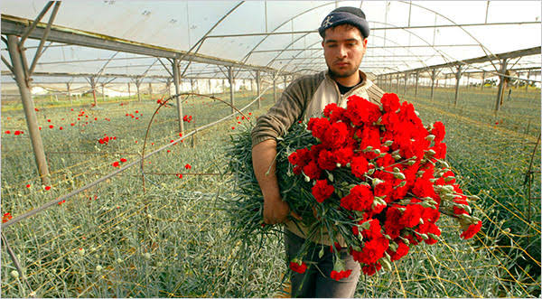 hxrdlyrkived's tweet image. Fun fact: Gaza used to have a thriving flower industry that exported millions of flowers overseas, but Israel killed the industry first through their blockade and now through the decimation of Gaza. Their genocide is also ecocide.