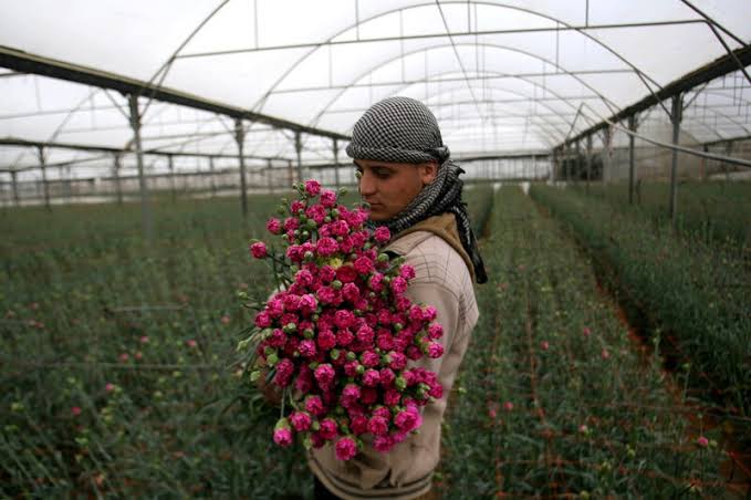 hxrdlyrkived's tweet image. Fun fact: Gaza used to have a thriving flower industry that exported millions of flowers overseas, but Israel killed the industry first through their blockade and now through the decimation of Gaza. Their genocide is also ecocide.