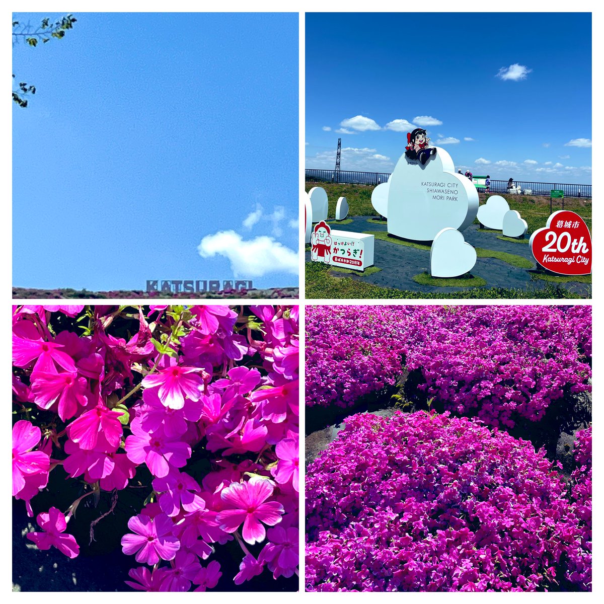 OoOo_TaTa15_15's tweet photo. 🌸🌸シバザクラ🌸🌸で
斜面がピンク色に染まってる🩷👀

#しあわせの森公園🩷
#奈良県葛城市　
公園名につられて
やって来た笑笑

☀️と青空と
可愛いピンクの芝桜に
にっこり😊

階段を登って展望台へ
　　　（けっこう高い！）👀
とても良い眺めで
奈良の街を一望できる👀✨
風が心地良いゎ〜🌳 https://t.co/uCpljeeK14