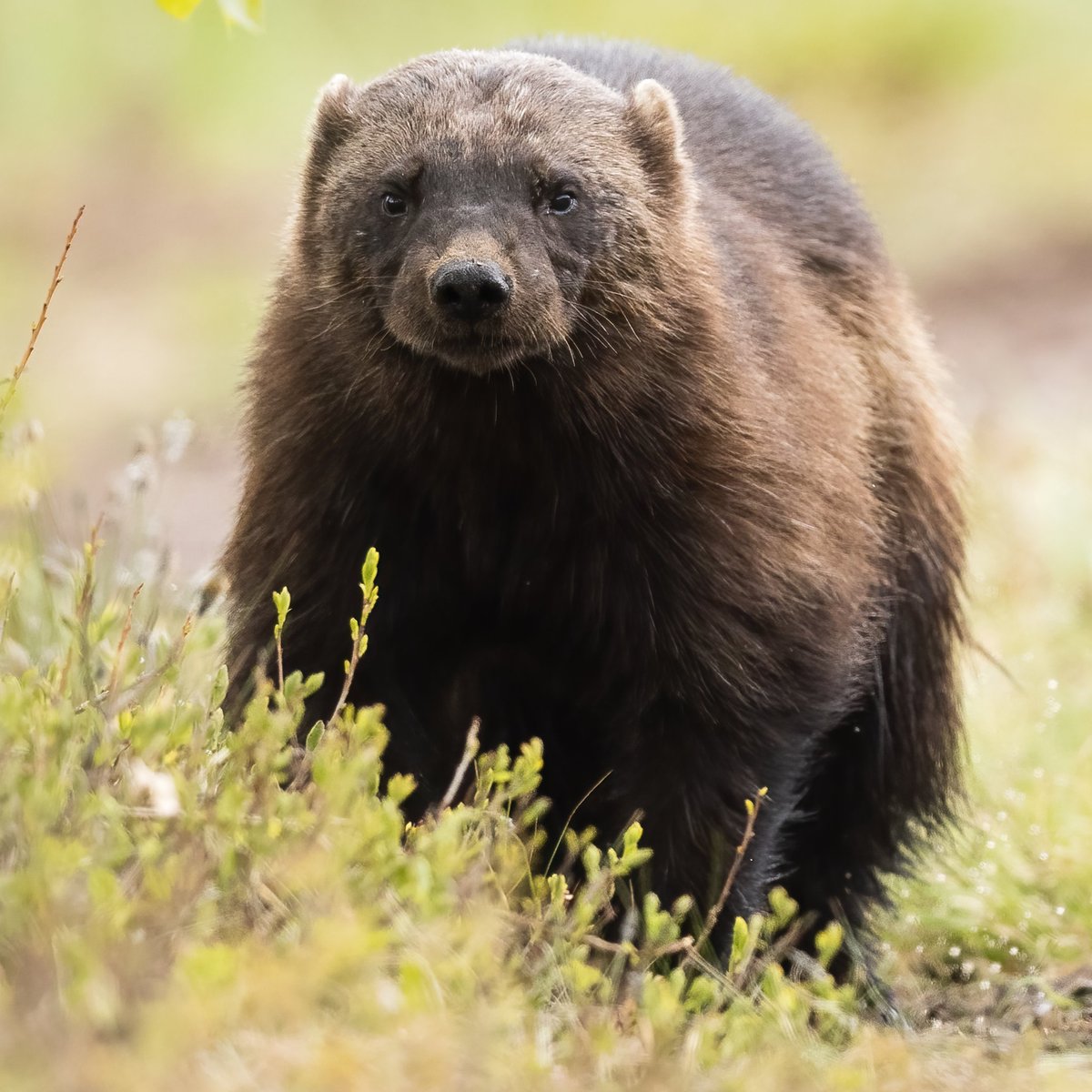 KRossinen's tweet image. Ahman tarkkana. #wolverine #gulogulo #looking