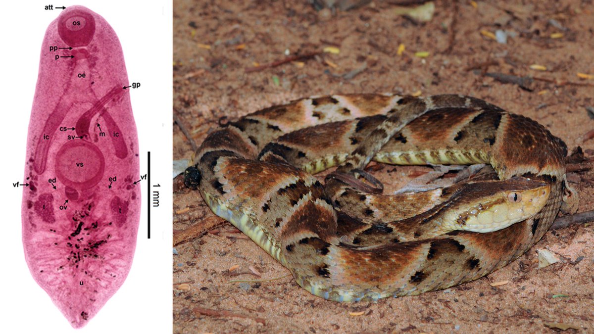 Flukes got your tongue? Or flukes in your throat?
🐍👅
In this study, a Brazilian lancehead viper (Bothrops moojeni) was found to have over *400* Ochetosoma heterocoelium trematode flukes living in its mouth and oesophagus.
#WormWednesday 
cambridge.org/core/journals/…