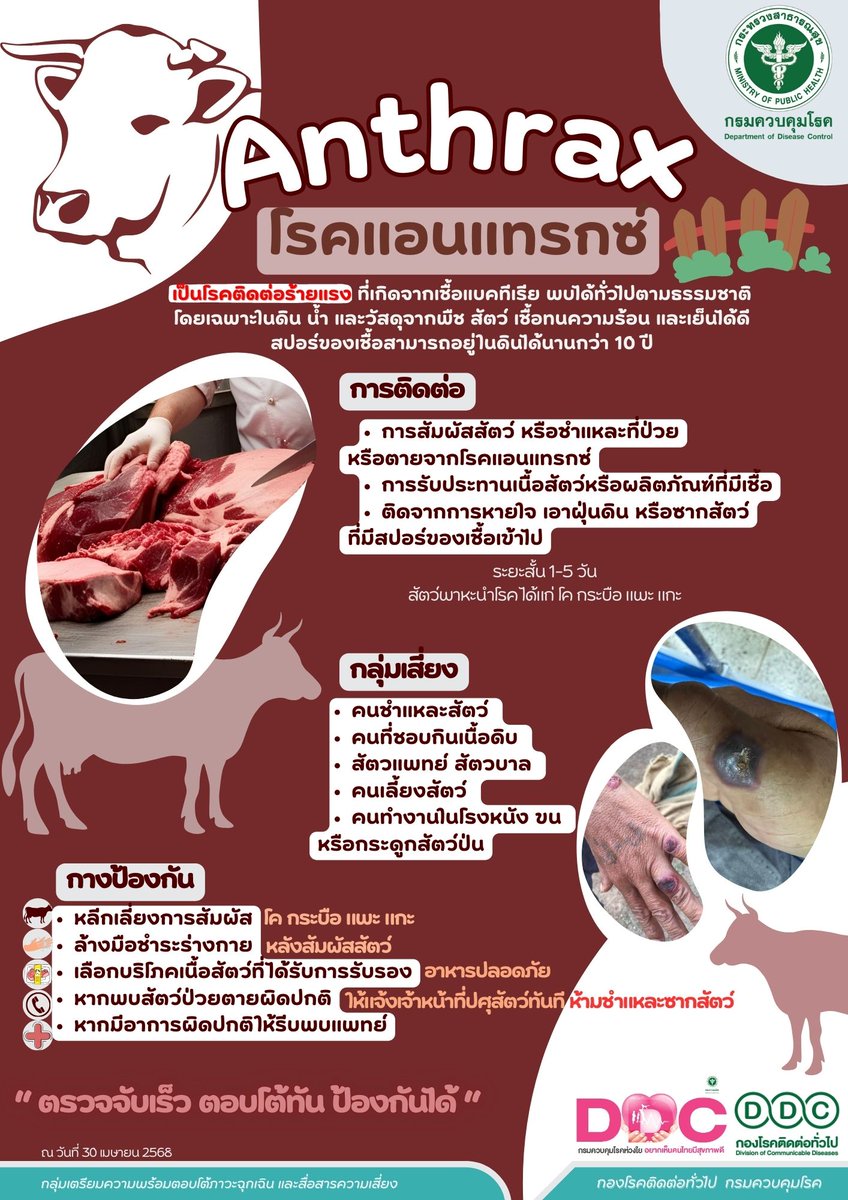 ddc_riskcom's tweet image. Anthrax 🐂🐐🐑 โรคแอนแทรกซ์
เป็นโรคติดต่อร้ายแรง ที่เกิดจากเชื้อแบคทีเรีย พบได้ทั่วไปตามธรรมชาติ โดยเฉพาะในดิน น้ำ และวัสดุจากพืช สัตว์ เชื้อทนความร้อน และเย็นได้ดี สปอร์ของเชื้อสามารถอยู่ในดินได้นานกว่า 10 ปี