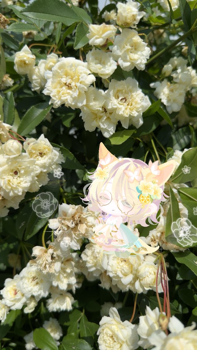mafuyupoke's tweet photo. お花の妖精🧚‍♂️🌷
 #pokesnap #ポケコロ #うちの子かわいい https://t.co/LMoi6SqVW7